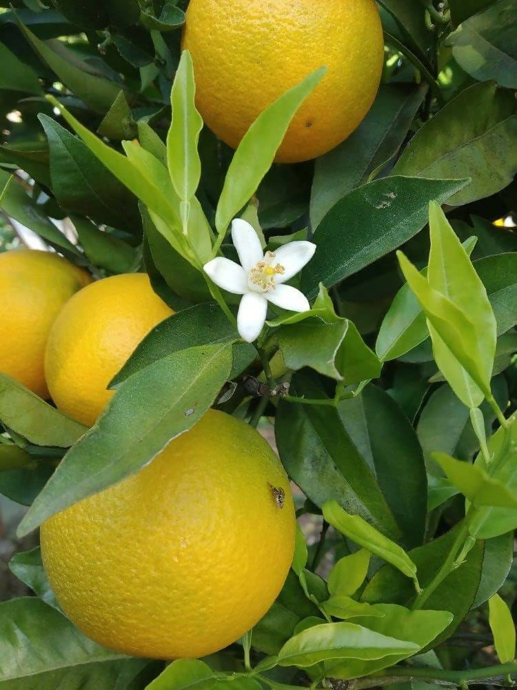 All Time vietnam Malta Orange Live Plant (BAU 3 malta)