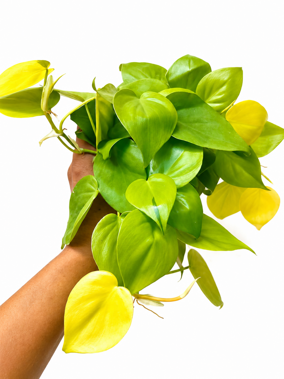 Philodendron Oxycardium Golden