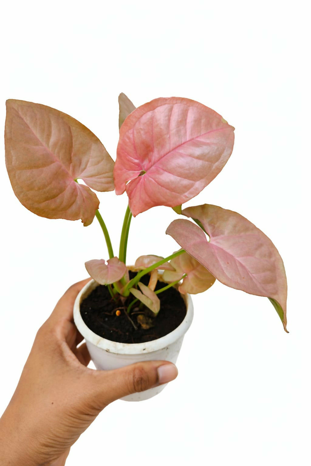 Syngonium Pink