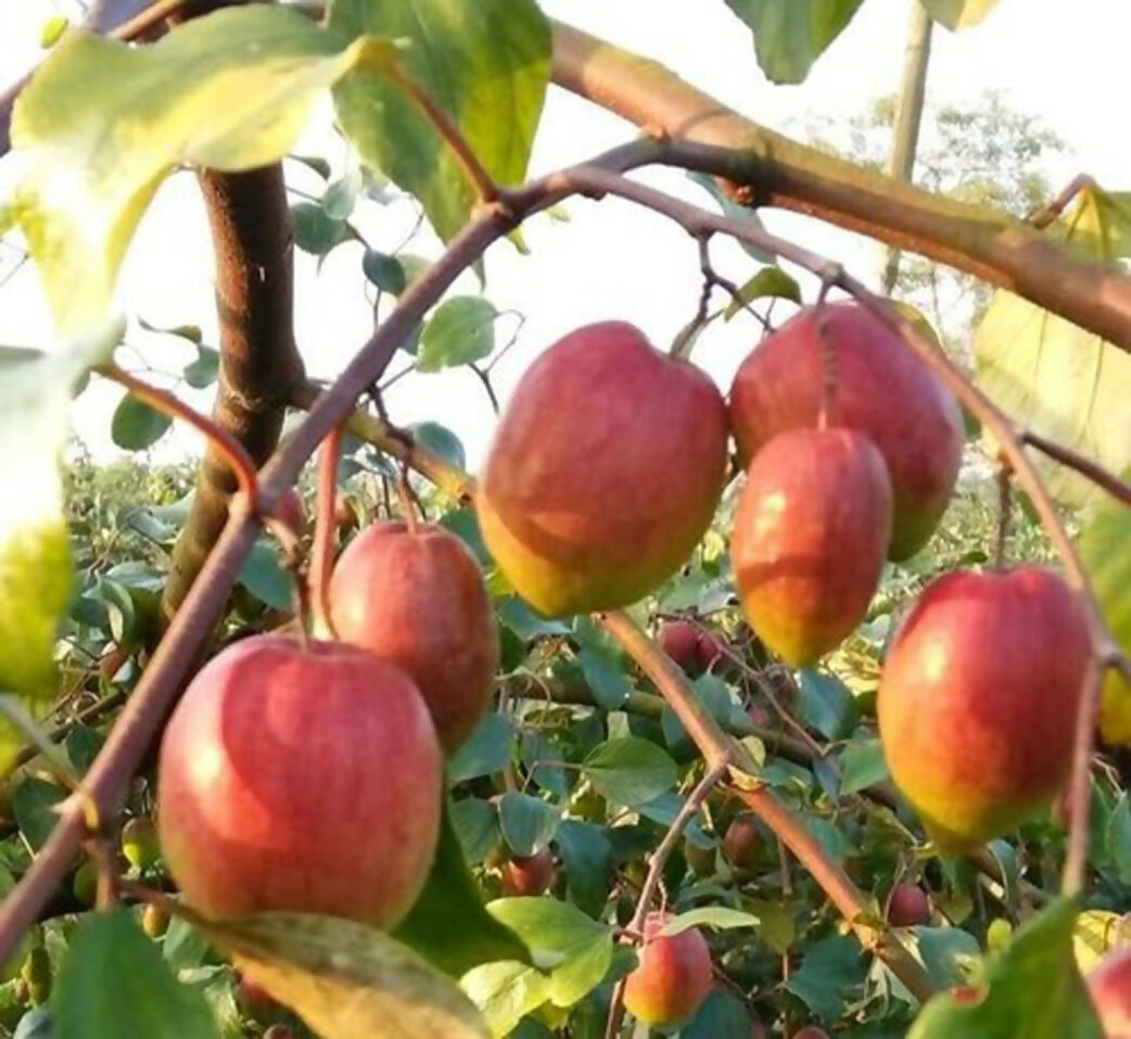 Ber Apple Red Fruit Plants (Ziziphus Mauritiana)