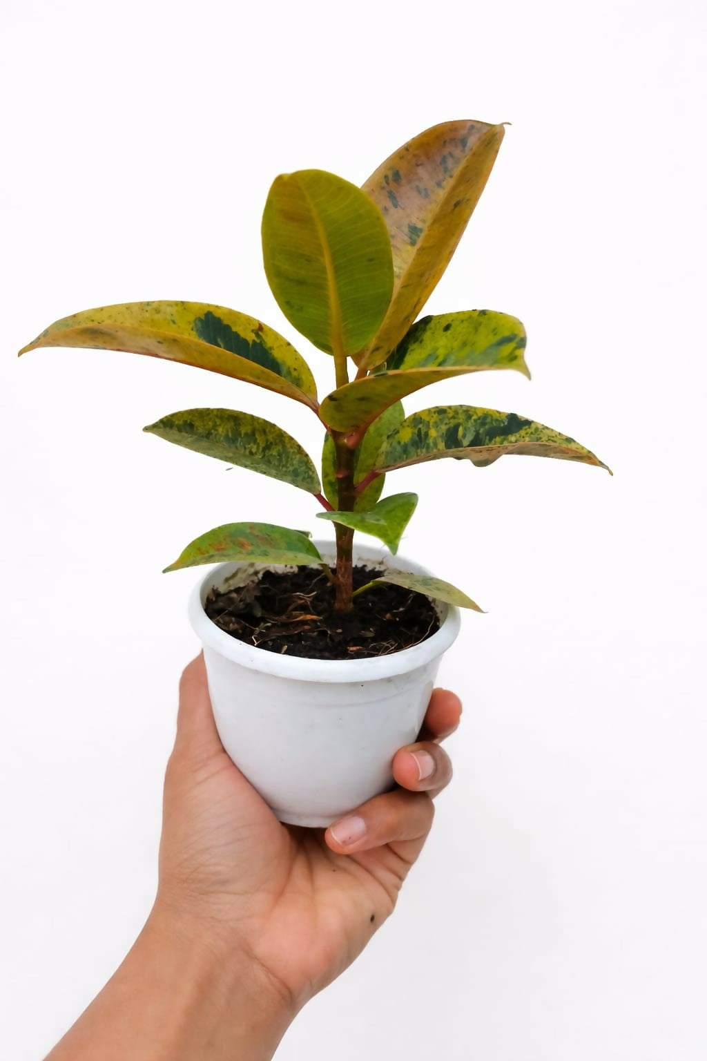 Variegated Ficus Rubber Plant - 15-25cm Height