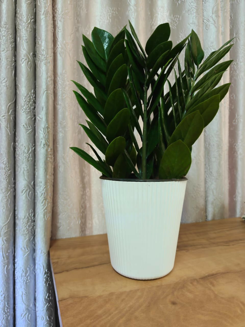 Zamioculcas Zamiifolia (ZZ Plant) - Staight