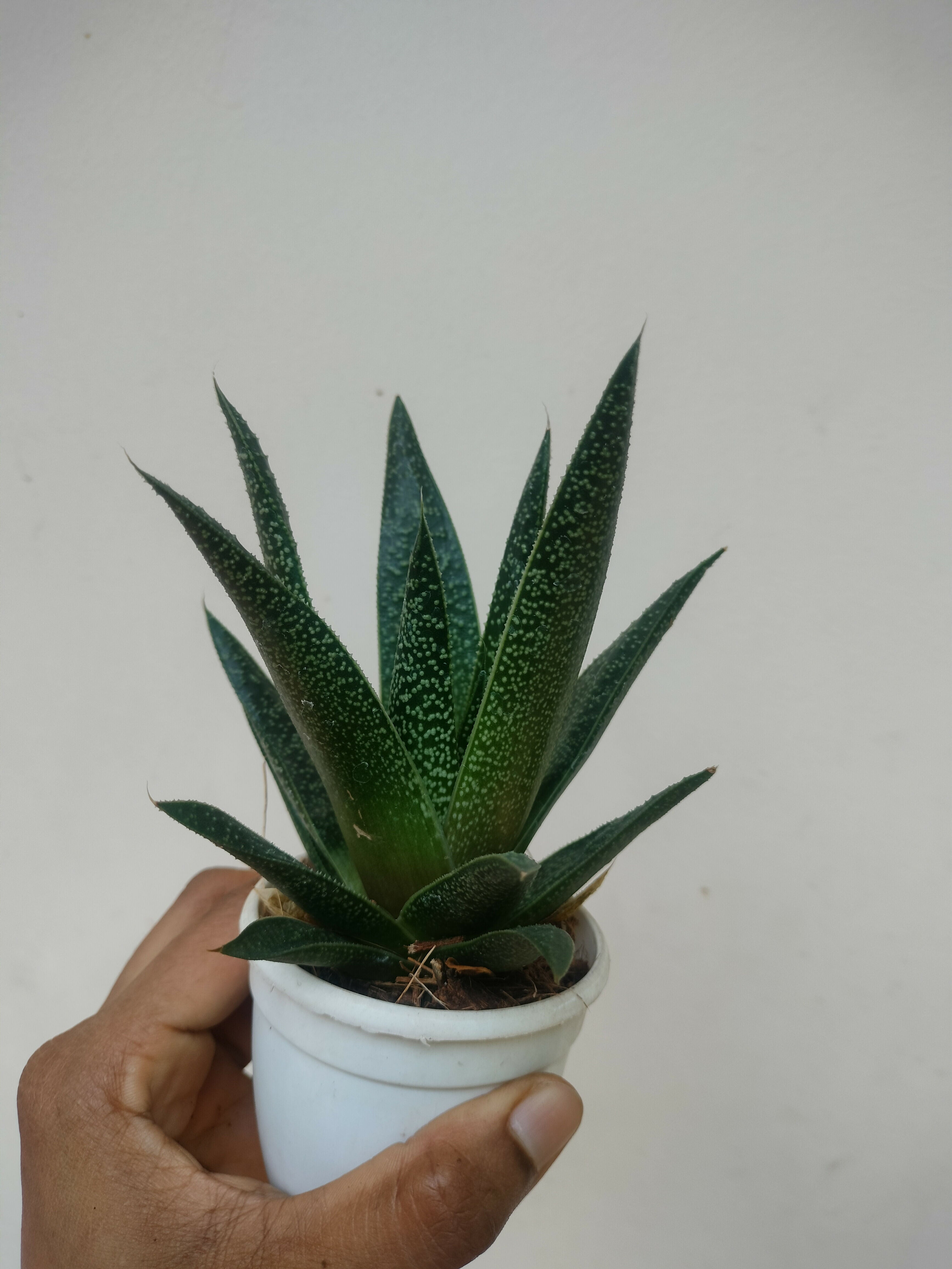 Aloe hybrida Tikki