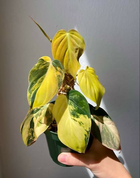Lush Philodendron Micans leaves close-up – Aurea Variegated variegated foliage – buy online India
