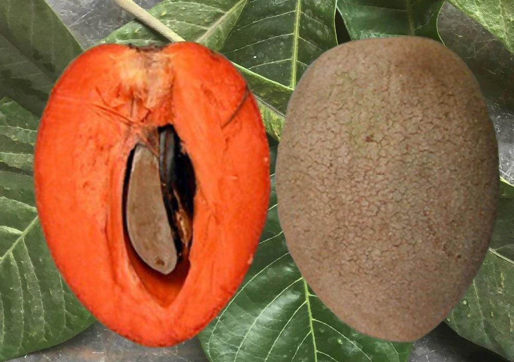 Mamey Sapote Pantine Fruit Plants (Pouteria Sapota)