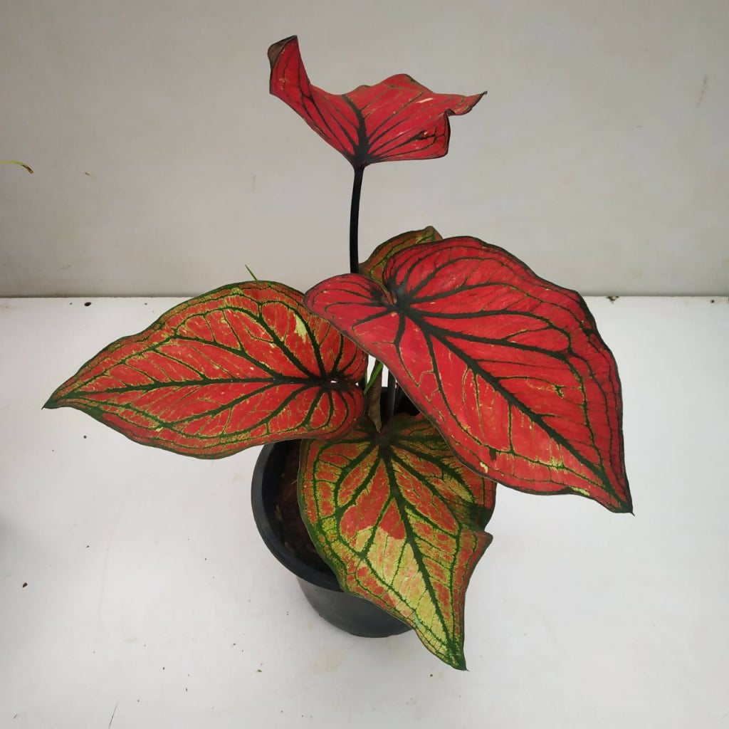 Caladium super daging