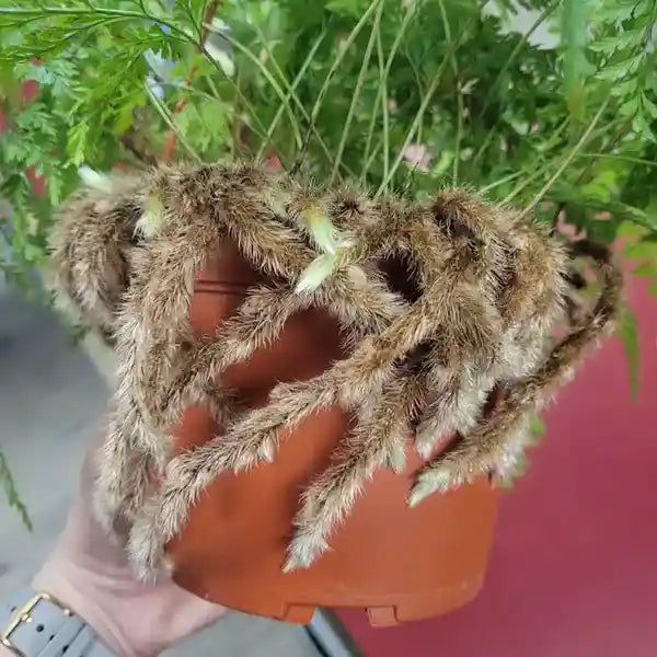 Rabbit’s Foot Fern ( Davallia fejeensis ) - Rare