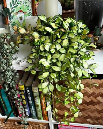 Variegated Hoya Heuschkeliana – Hoya heuschkeliana – Rare Starter TC Plant – Foliages India