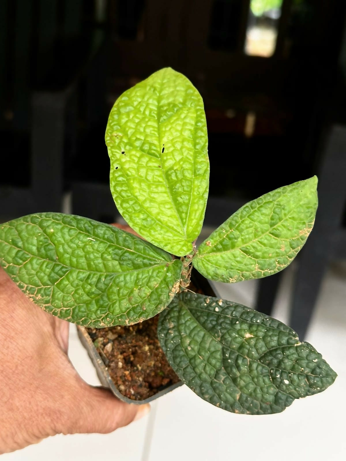 Elatostema Var 2