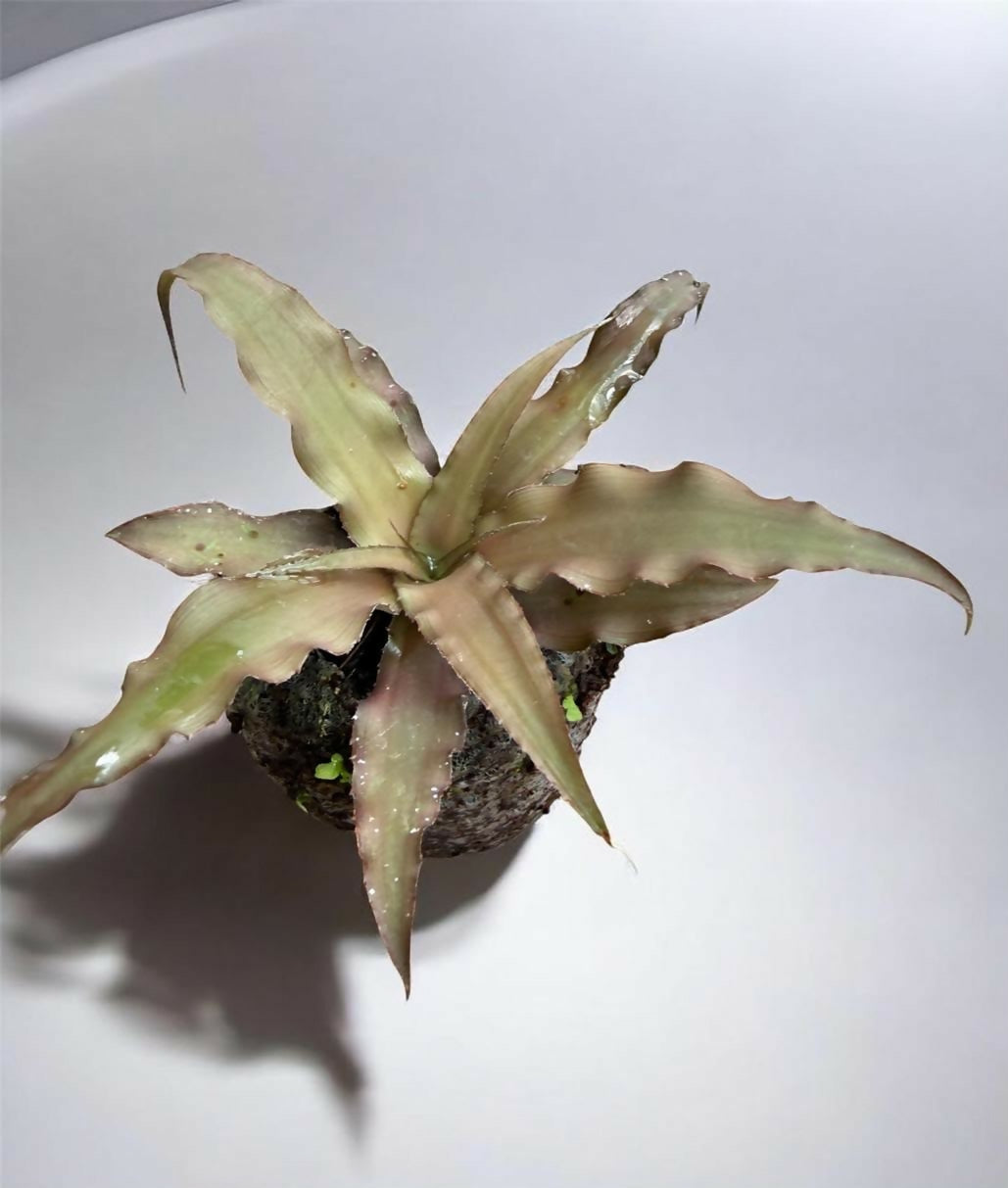 Brown crypthanthus– jiffy sized