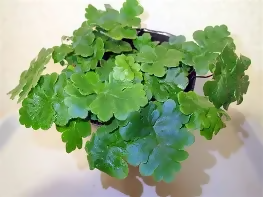 Gemmifera fern (Tectaria gemmifera)