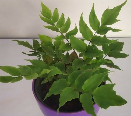 Cyrtomium falcatum fern