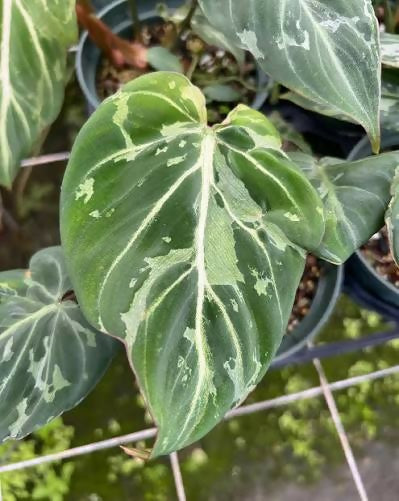 Philodendron Gloriosum Snow Leopard- Aloevera Greens
