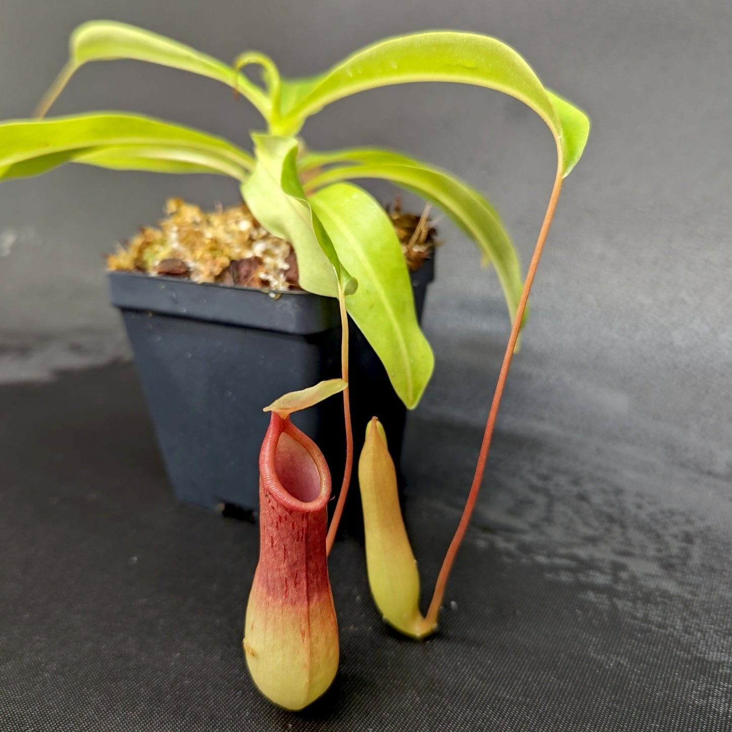 Nepenthes ventrata / Deroose Alata / Carnivorous Plant / Picture Plant