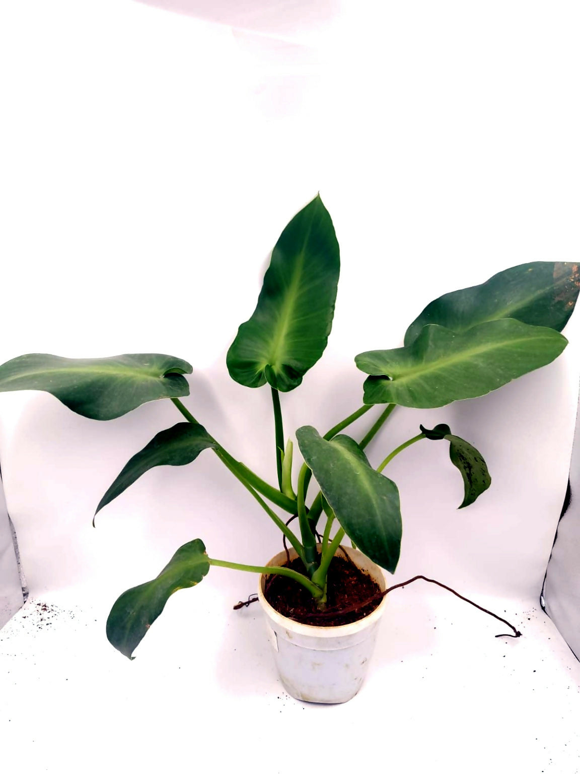 Philodendron rugosum