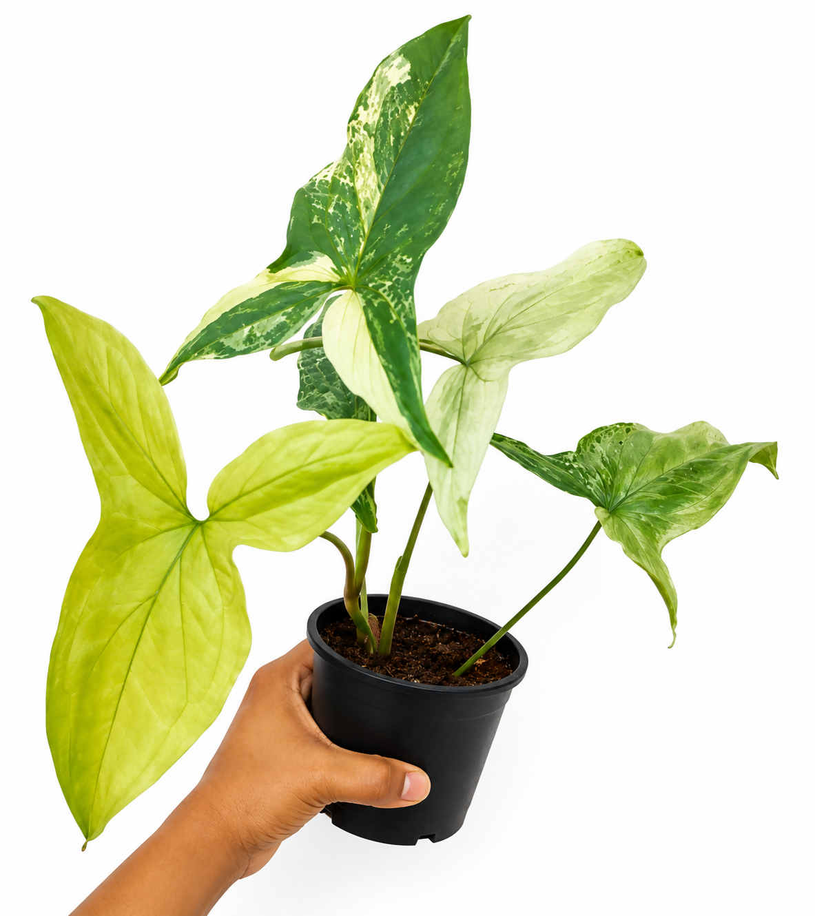 Syngonium Albo Variegata Live Plant - Easy Care