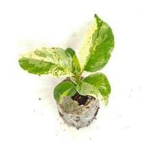 Ficus shivereana