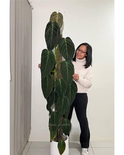 Philodendron gigas