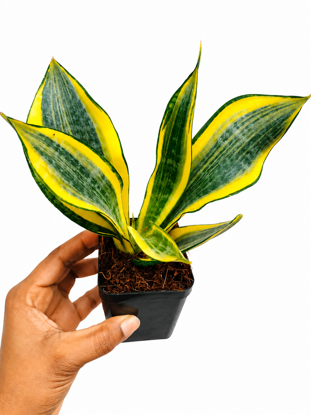 Sanseveria Hi Colour- Vibrant yellow Sanseveria- The Lush Flora