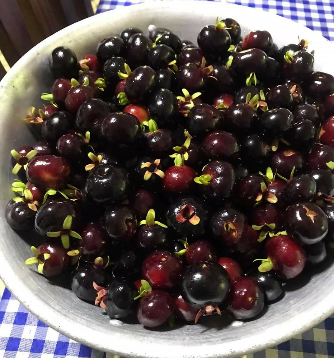 Grumichama Fruit Plants (Eugenia brasiliensis)