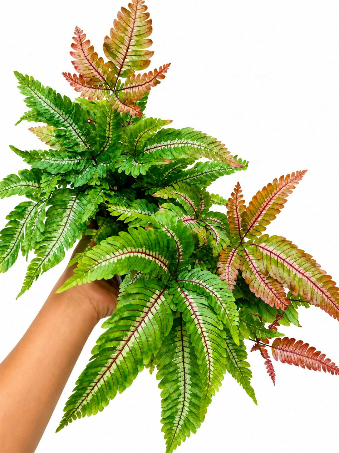 Tricolour fern- imported bushy fern- indoor fern