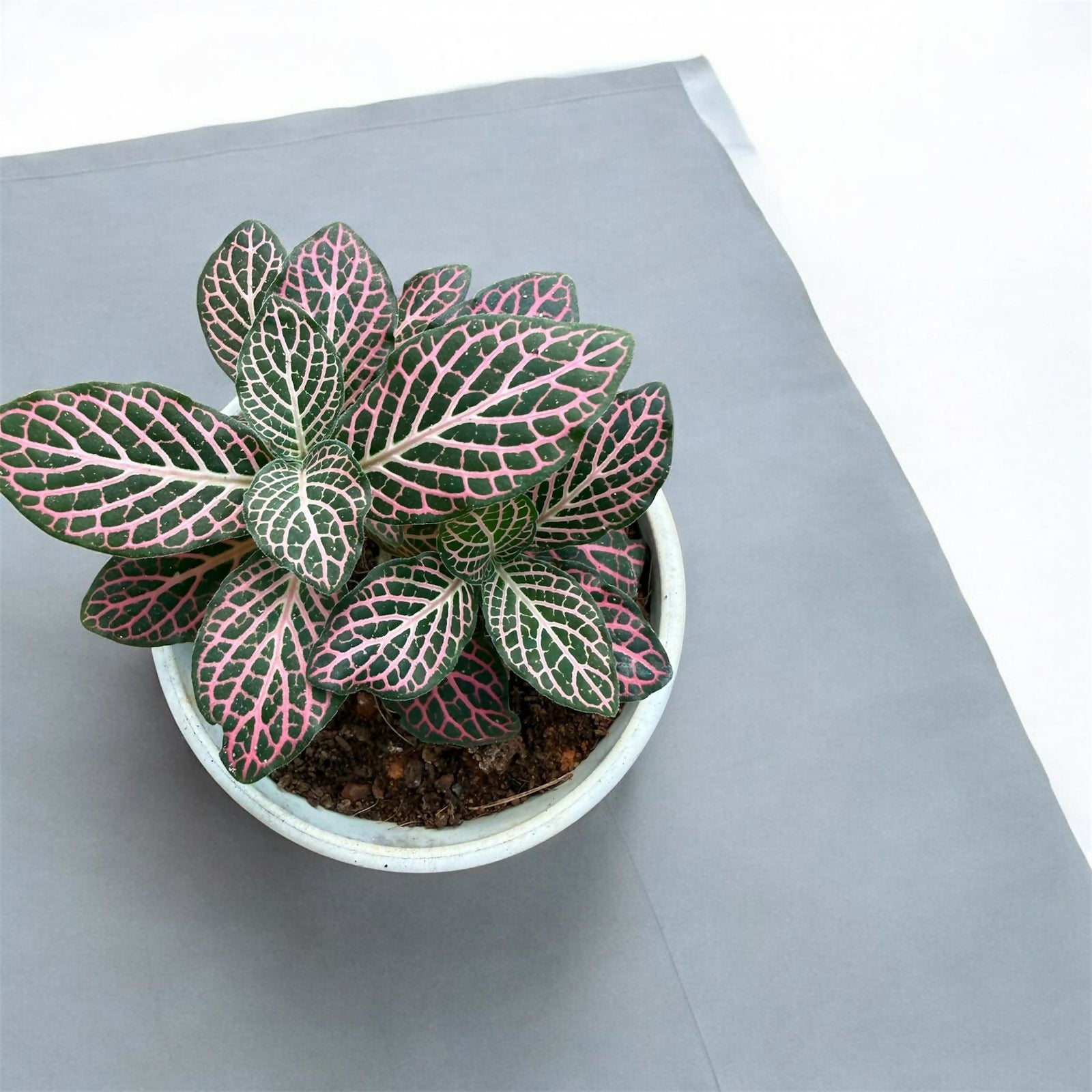 Fittonia