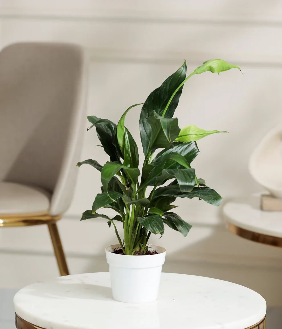 Peace Lily (Spathiphyllum) Bushy Pot