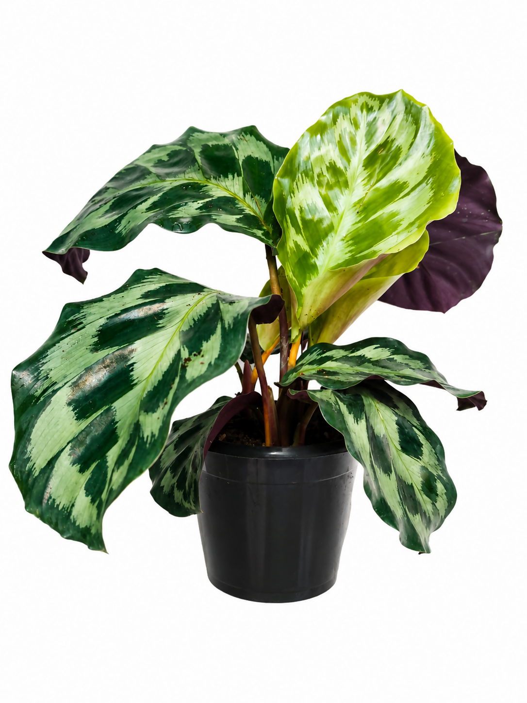 Calathea Helen Kennedy Bushy