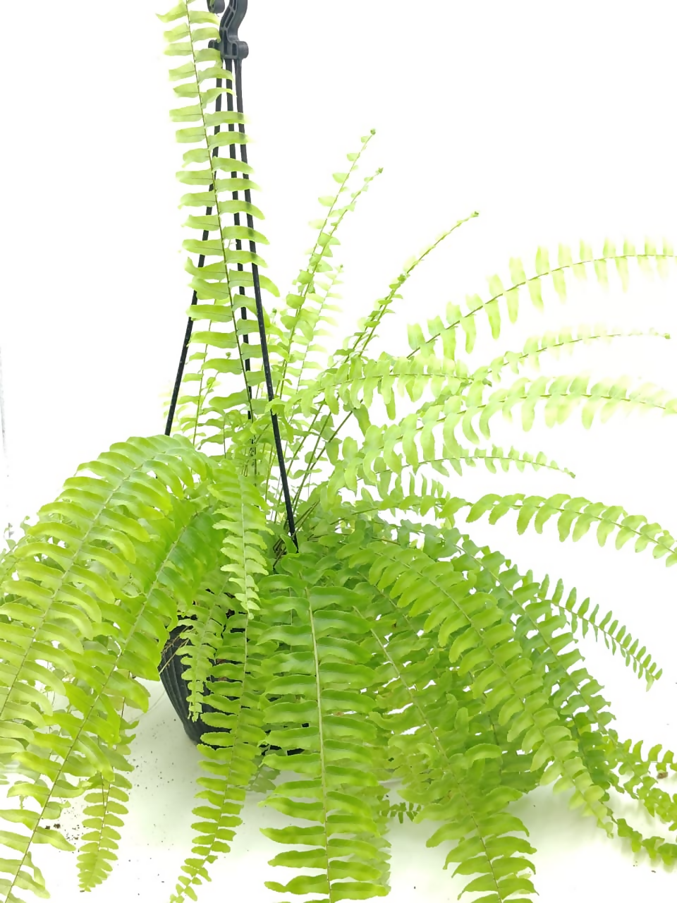 Boston Fern – Rare Starter TC Plant - Ethereal DNA