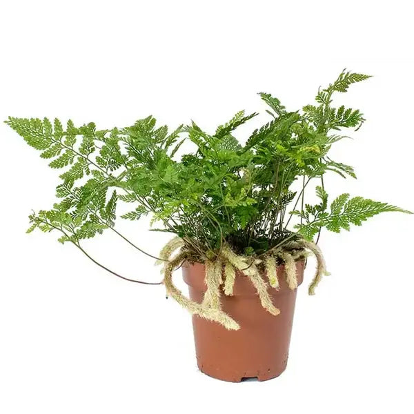 Rabbit’s Foot Fern ( Davallia fejeensis ) - Rare - BUSHY