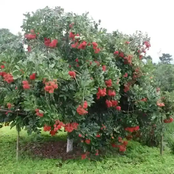 Rambutan Fruit Plant