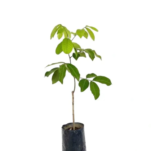 Rambutan Fruit Plant