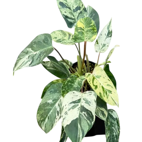 Philodendron Emerald Queen Variegated