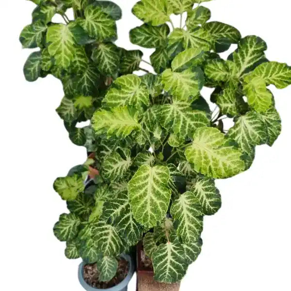 Aralia Polyscias Balfouriana Ornamental Plant
