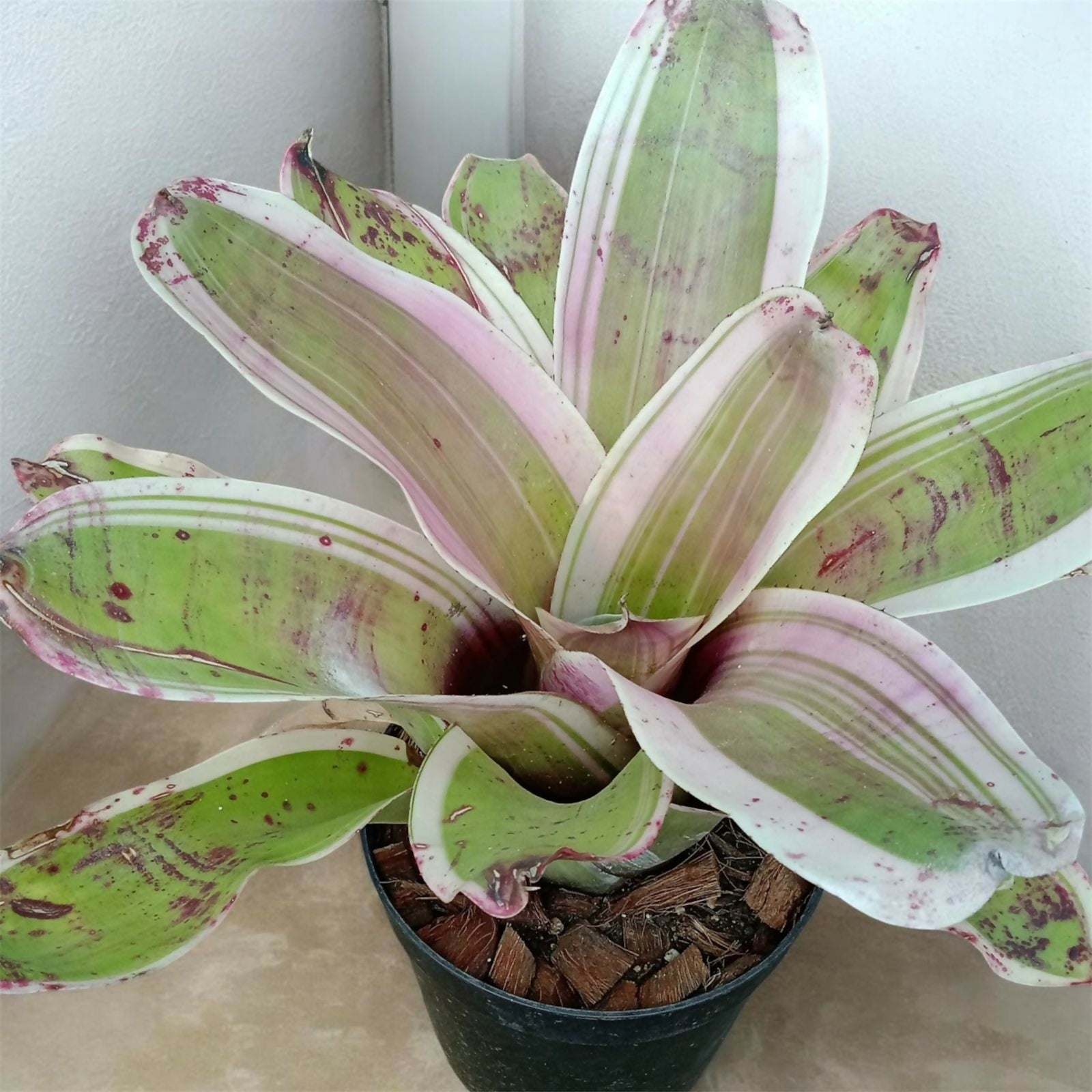 Bromeliad