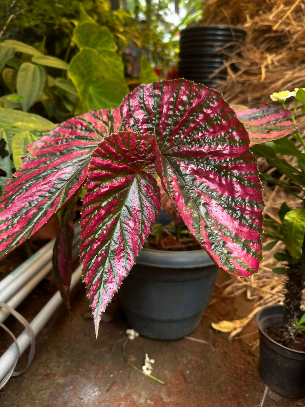 Begonia Exotica - Lush Indoor Foliage