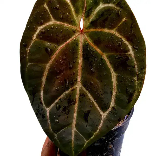 Anthurium RVDP x Docblock