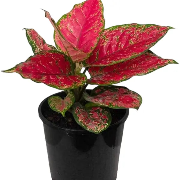 Aglaonema Red