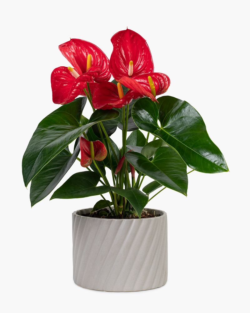 Red Anthurium (Anthurium andraeanum)