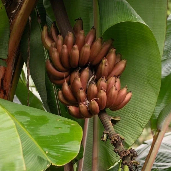 Chenkadali Banana