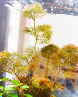 Cabomba furcata / Red Cabomba (3 stems)