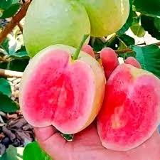 Red Diamond Guava Plant - Sweet Fruit Tree - Fruit