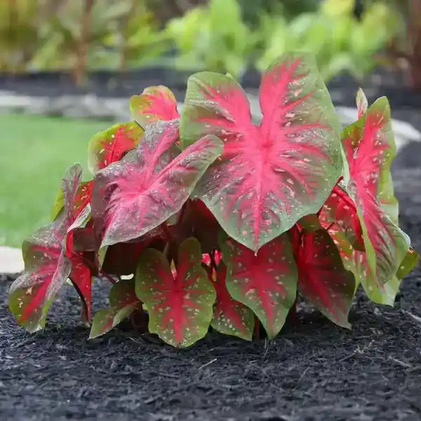 Caladium Red - Bulb