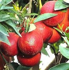 Red Lemon Plant - Live Fruit Tree - Fruit