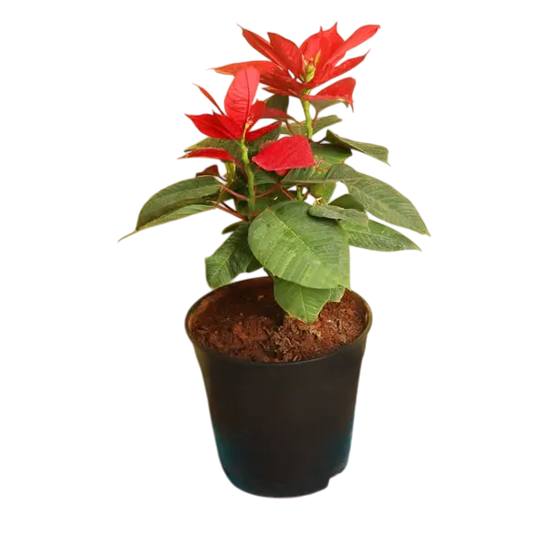 Red Poinsettia Plant
