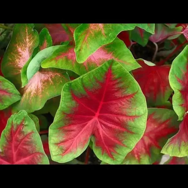 Caladium Red - Bulb