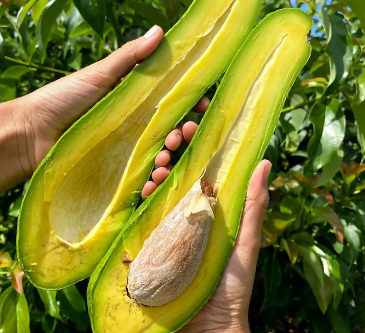 Russell Avocado Live Plant (Persea americana 'Russell')