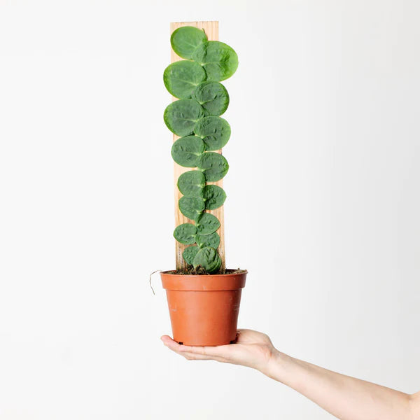 Monstera Rhaphidophora Korthalsii, Celatocaulis - Rare