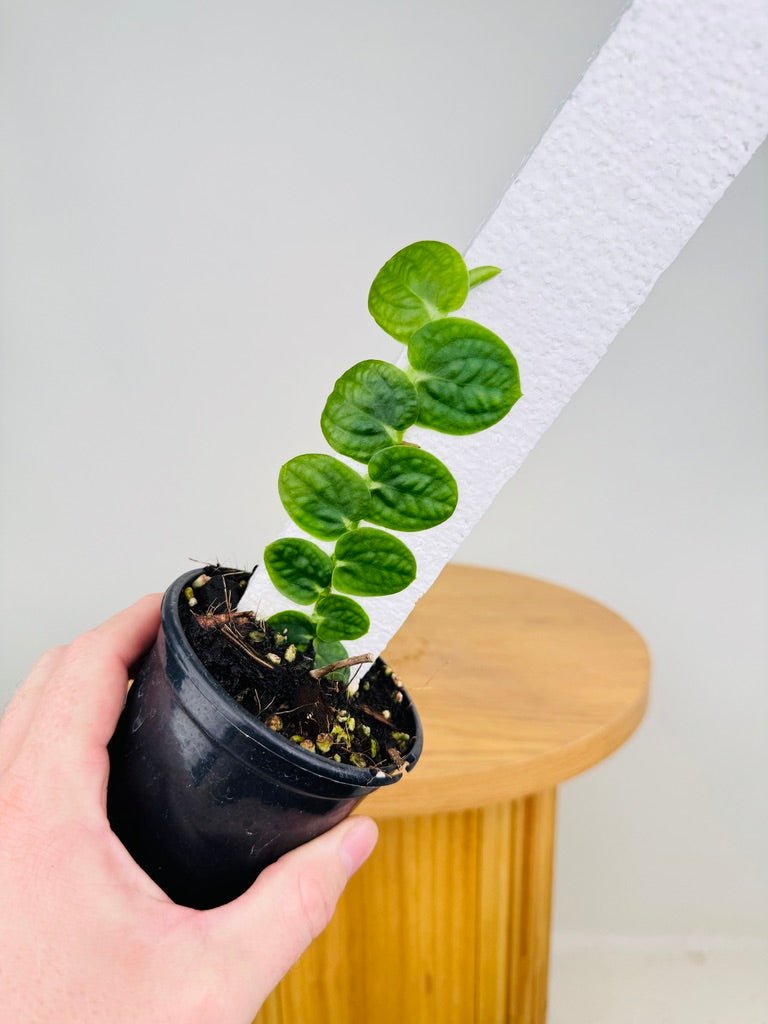 Rhaphidophora Korthalsii