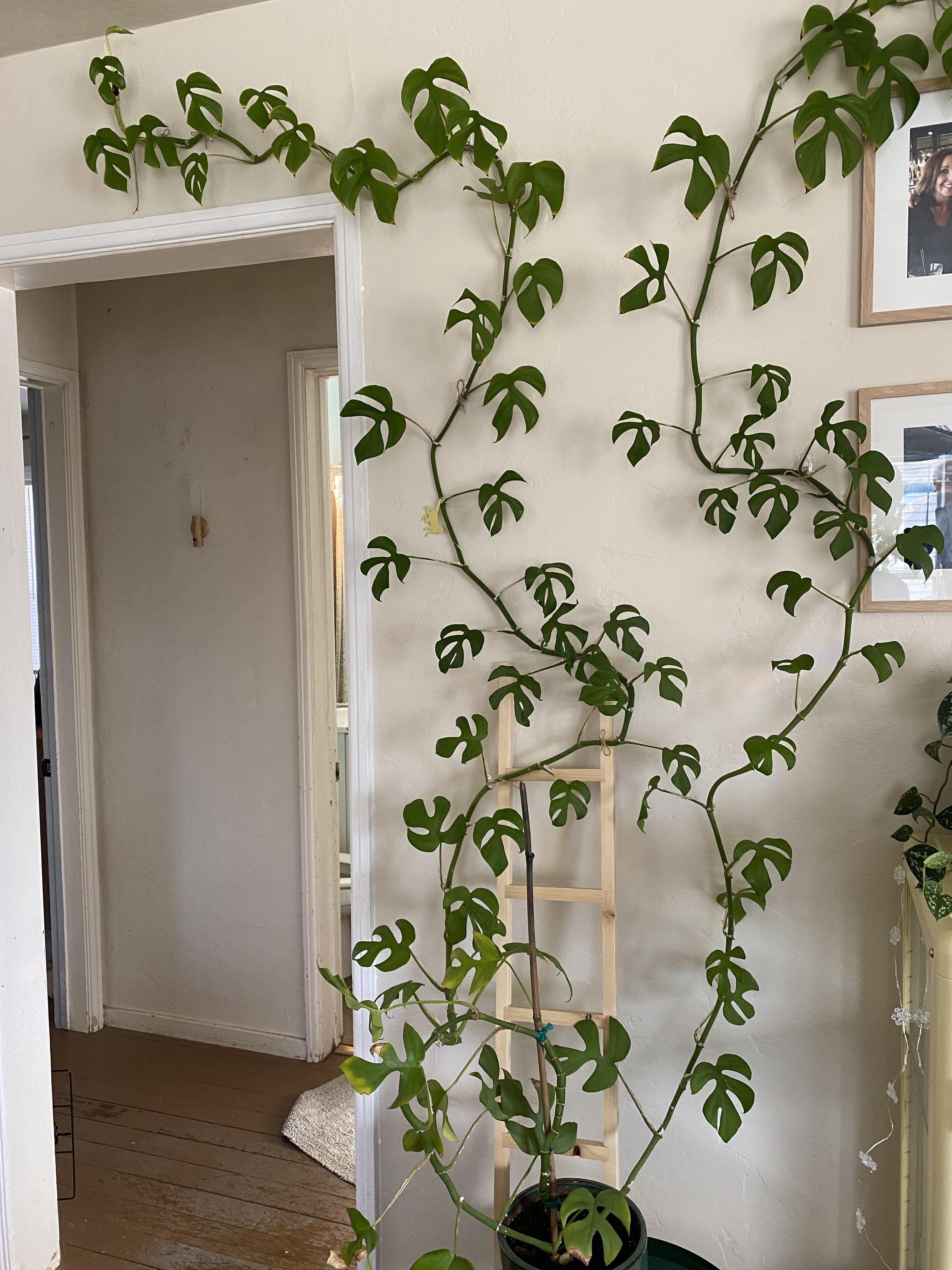 Rhaphidophora Tetrasperma